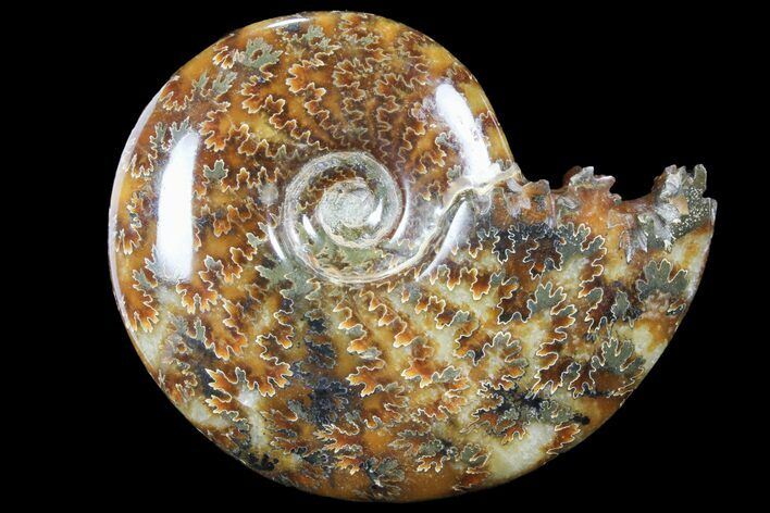 Polished, Agatized Ammonite (Cleoniceras) - Madagascar #94255